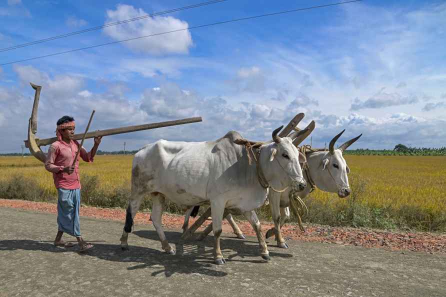 Standalone: Farmer with oxen for farming