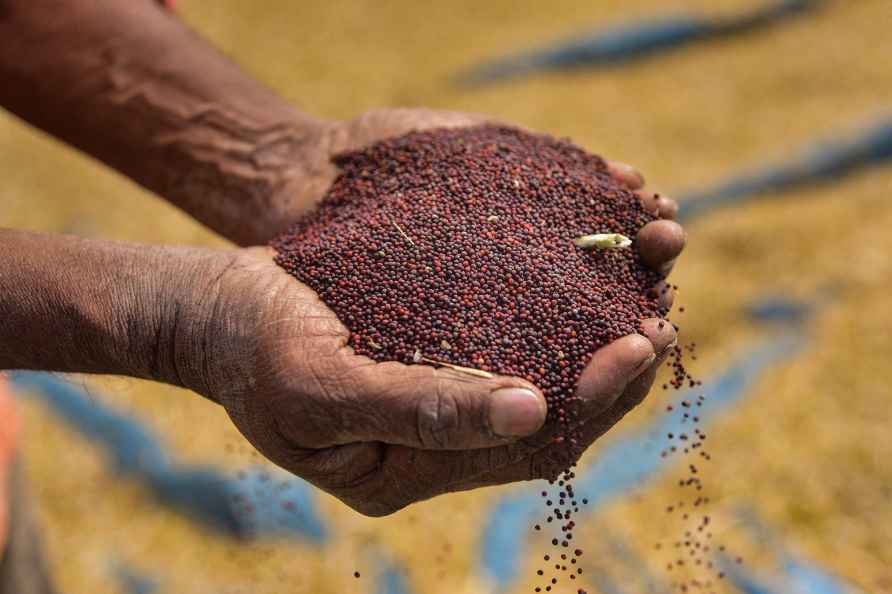 Standalone: Mustard seeds harvest in Assam
