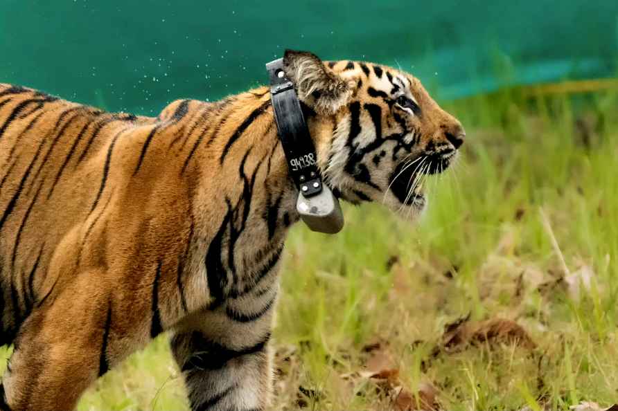 Tigress missing in Nagzira Tiger Reserve