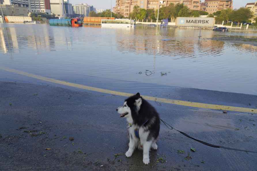 Skye, a Husky dog, sits near floodwater in Dubai, United Arab Emirates...
