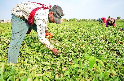 Maharashtra Kharif sowing hits 59 pc after July rain revival, lags behind last year’s 82 pc